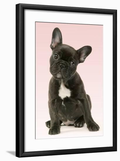 French Bulldog Puppy-null-Framed Photographic Print