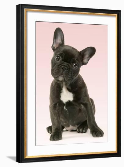 French Bulldog Puppy-null-Framed Photographic Print