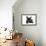 French Bulldog Puppy-null-Framed Photographic Print displayed on a wall