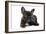 French Bulldog Puppy-null-Framed Photographic Print