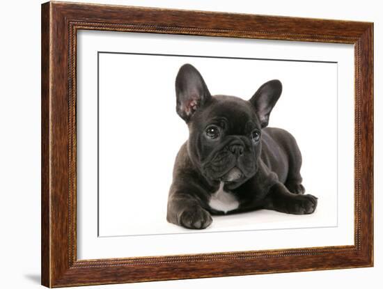 French Bulldog Puppy-null-Framed Photographic Print