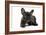 French Bulldog Puppy-null-Framed Photographic Print