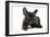 French Bulldog Puppy-null-Framed Photographic Print