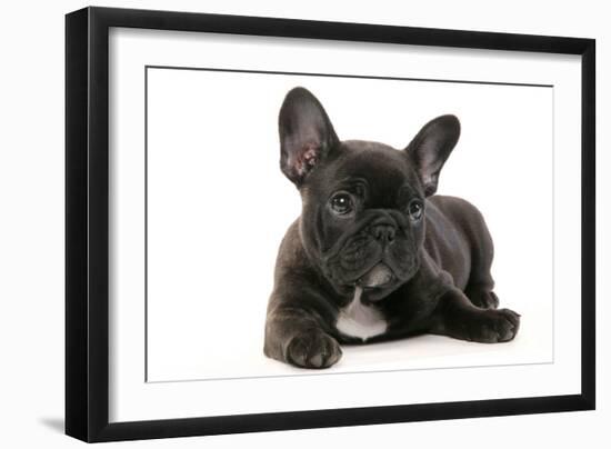 French Bulldog Puppy-null-Framed Photographic Print