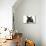 French Bulldog Puppy-null-Mounted Photographic Print displayed on a wall