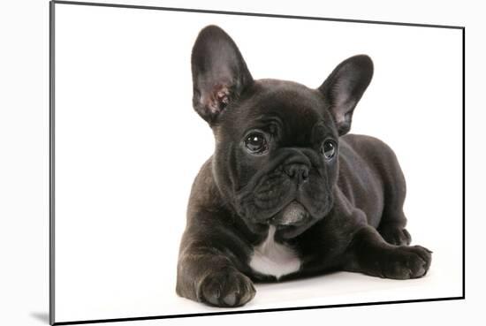 French Bulldog Puppy-null-Mounted Photographic Print