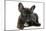 French Bulldog Puppy-null-Mounted Photographic Print