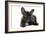 French Bulldog Puppy-null-Framed Photographic Print