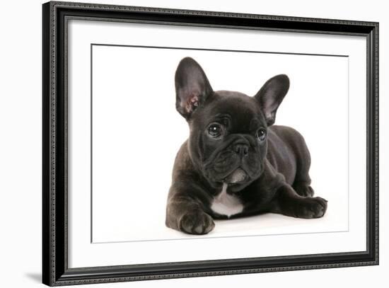 French Bulldog Puppy-null-Framed Photographic Print