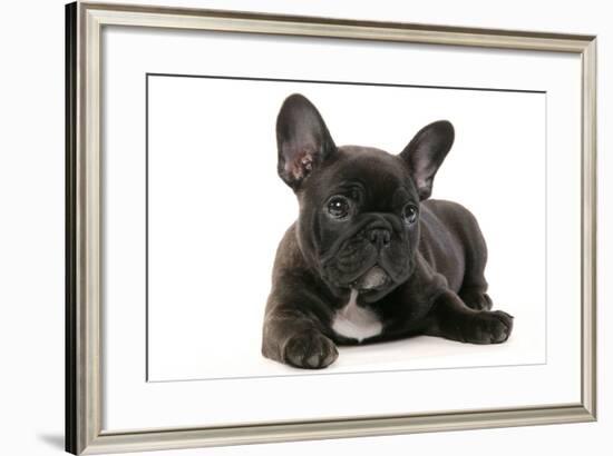 French Bulldog Puppy-null-Framed Photographic Print