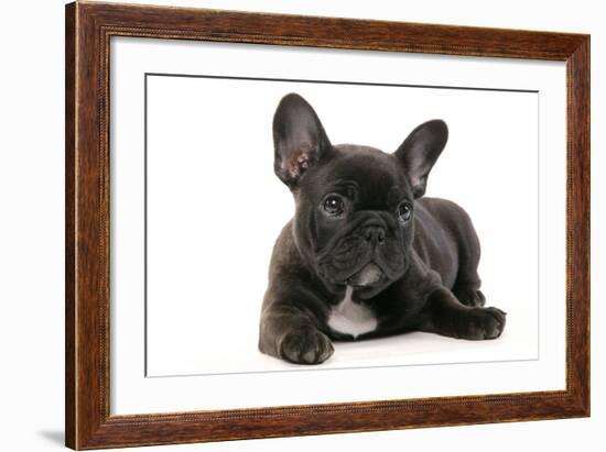 French Bulldog Puppy-null-Framed Photographic Print