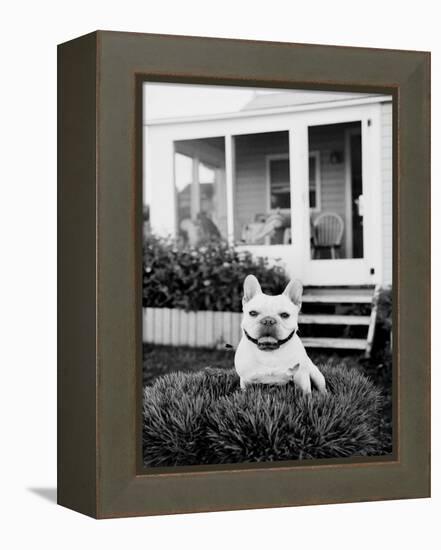 French Bulldog Southampton NY-Theo Westenberger-Framed Stretched Canvas