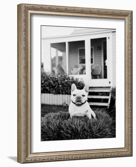 French Bulldog Southampton NY-Theo Westenberger-Framed Art Print