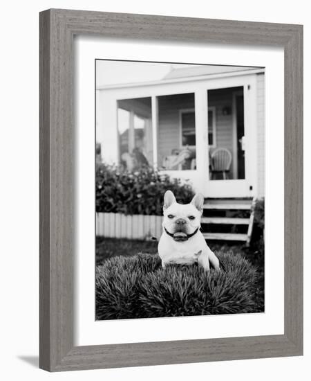 French Bulldog Southampton NY-Theo Westenberger-Framed Art Print