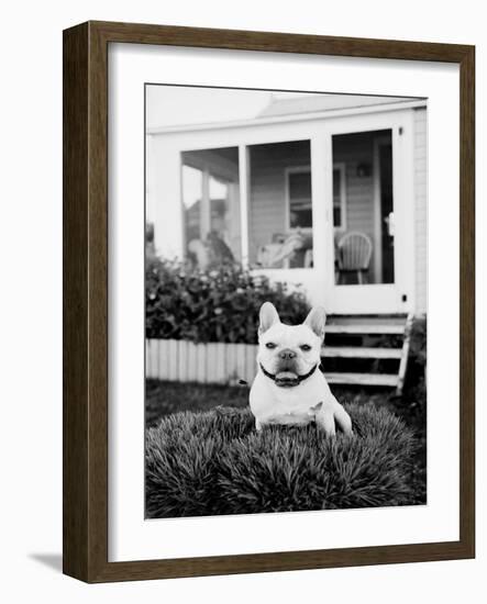 French Bulldog Southampton NY-Theo Westenberger-Framed Art Print