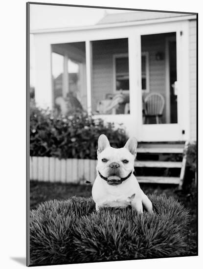 French Bulldog Southampton NY-Theo Westenberger-Mounted Art Print