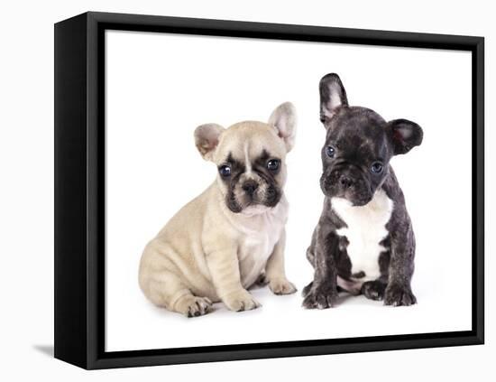 French Bulldogs, Puppy-Lilun-Framed Premier Image Canvas