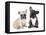 French Bulldogs, Puppy-Lilun-Framed Premier Image Canvas