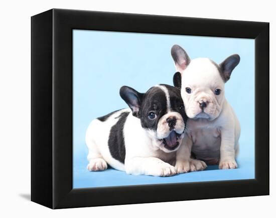 French Bulldogs Puppy-Lilun-Framed Premier Image Canvas