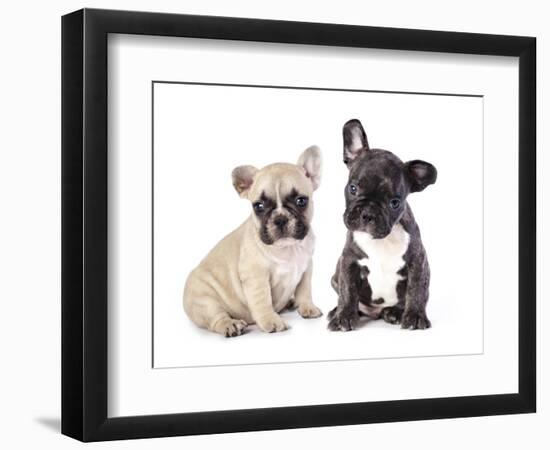 French Bulldogs, Puppy-Lilun-Framed Photographic Print