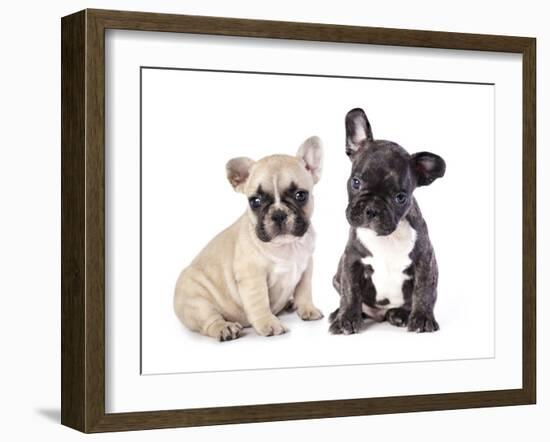 French Bulldogs, Puppy-Lilun-Framed Photographic Print