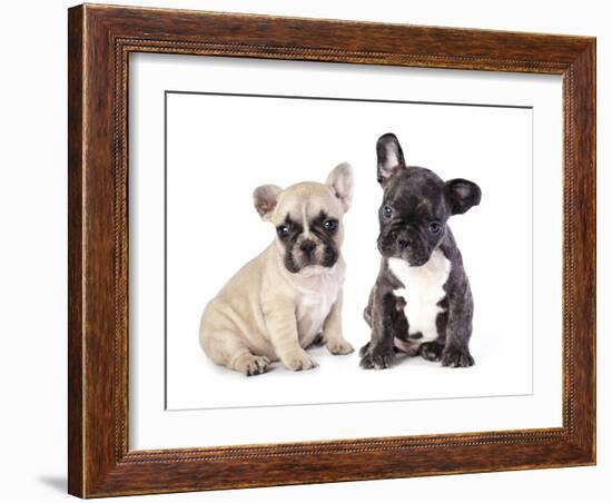French Bulldogs, Puppy-Lilun-Framed Photographic Print