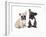 French Bulldogs, Puppy-Lilun-Framed Photographic Print