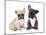 French Bulldogs, Puppy-Lilun-Mounted Photographic Print