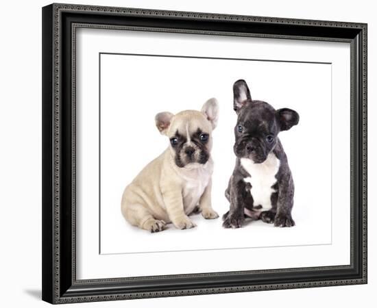 French Bulldogs, Puppy-Lilun-Framed Photographic Print