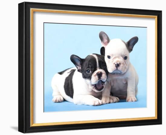 French Bulldogs Puppy-Lilun-Framed Photographic Print