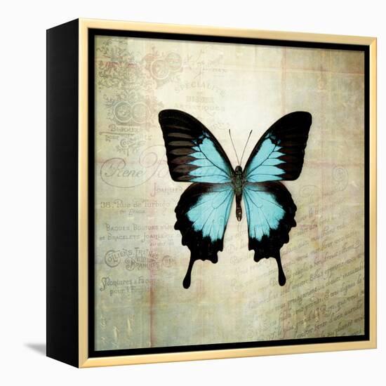 French Butterfly III-Debra Van Swearingen-Framed Stretched Canvas