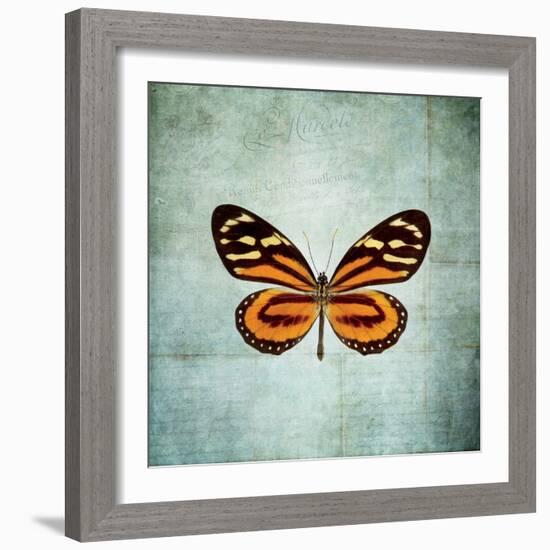 French Butterfly VIII-Debra Van Swearingen-Framed Art Print