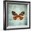 French Butterfly VIII-Debra Van Swearingen-Framed Art Print