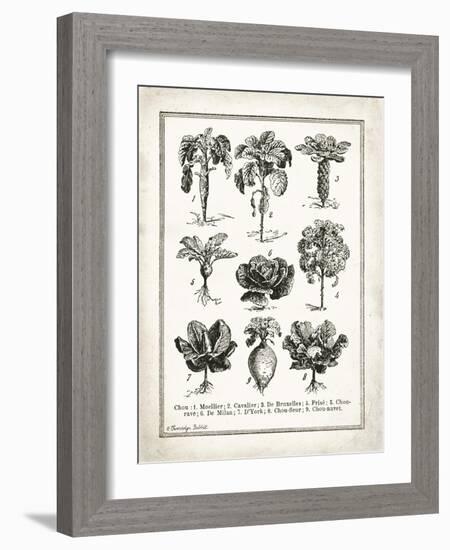 French Cabbage-Gwendolyn Babbitt-Framed Art Print