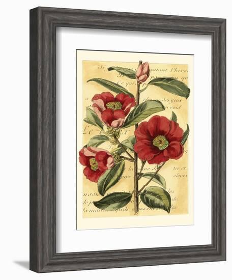 French Camelia-Samuel Curtis-Framed Art Print