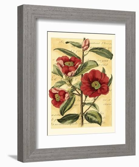 French Camelia-Samuel Curtis-Framed Art Print