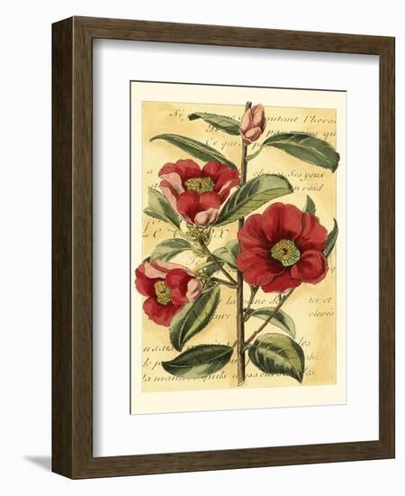 French Camelia-Samuel Curtis-Framed Art Print