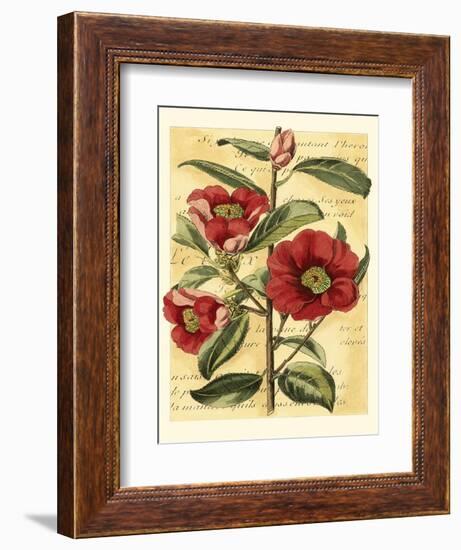 French Camelia-Samuel Curtis-Framed Art Print