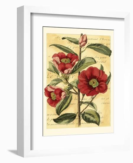 French Camelia-Samuel Curtis-Framed Art Print