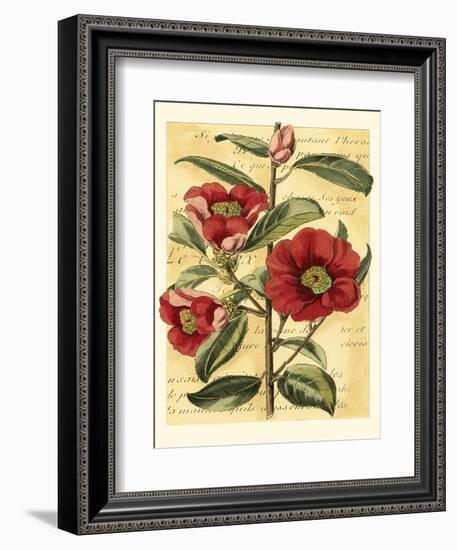 French Camelia-Samuel Curtis-Framed Art Print