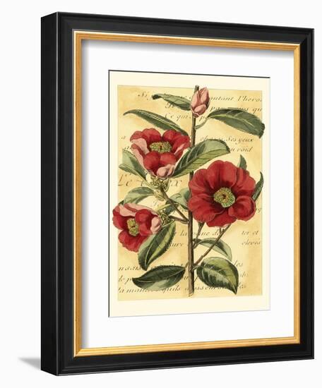 French Camelia-Samuel Curtis-Framed Art Print