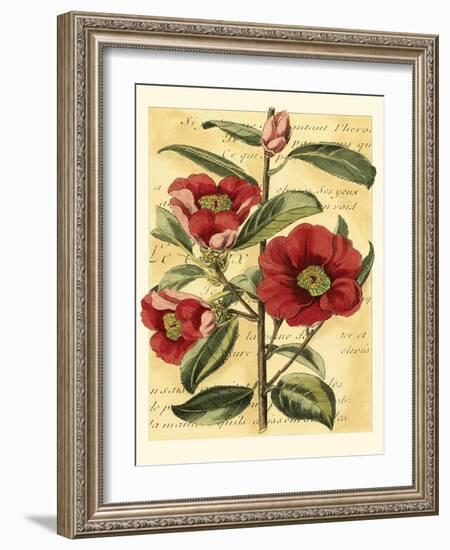 French Camelia-Samuel Curtis-Framed Art Print