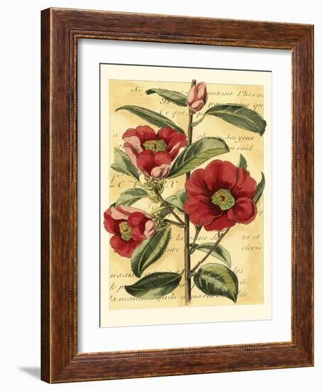 French Camelia-Samuel Curtis-Framed Art Print