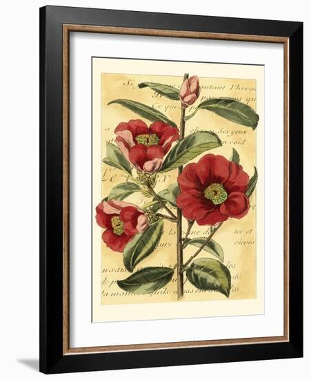 French Camelia-Samuel Curtis-Framed Art Print