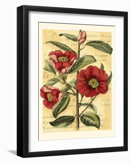 French Camelia-Samuel Curtis-Framed Art Print