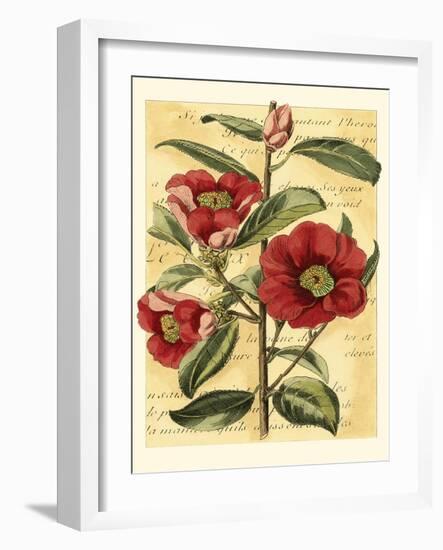 French Camelia-Samuel Curtis-Framed Art Print