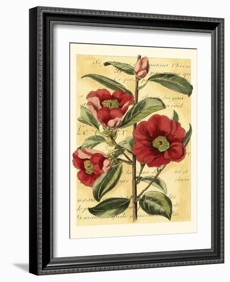 French Camelia-Samuel Curtis-Framed Art Print