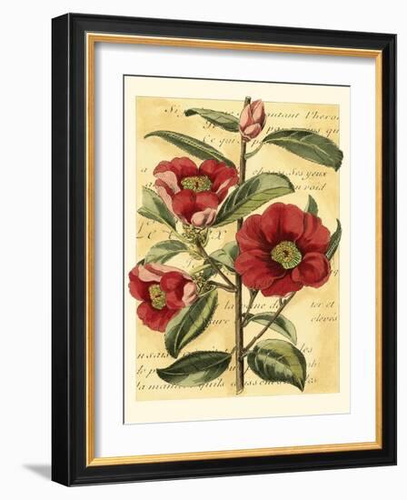 French Camelia-Samuel Curtis-Framed Art Print