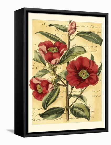 French Camelia-Samuel Curtis-Framed Stretched Canvas