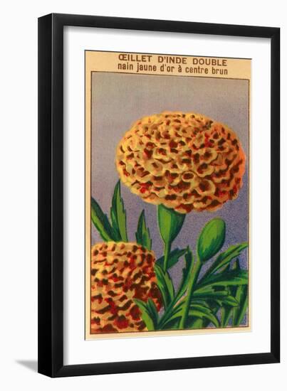 French Carnation of India Seed Packet-null-Framed Art Print